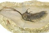 Trident Walliserops Trilobite - Top Quality Specimen #254064-1